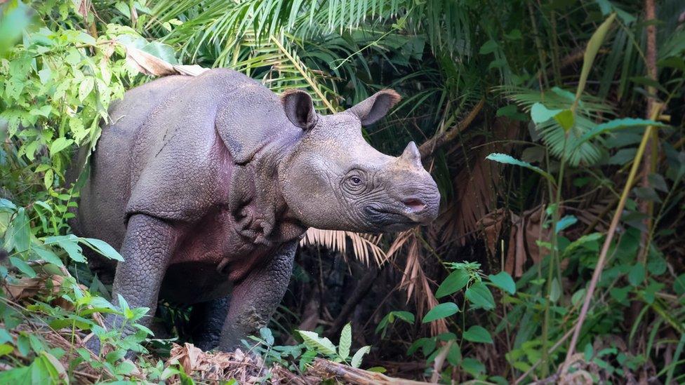 javan rhino