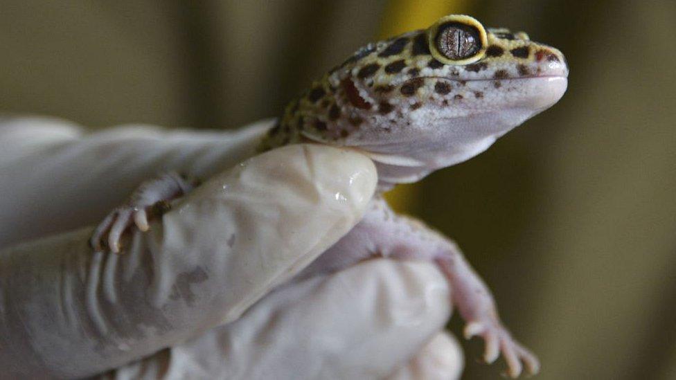 Yellow leopard gecko