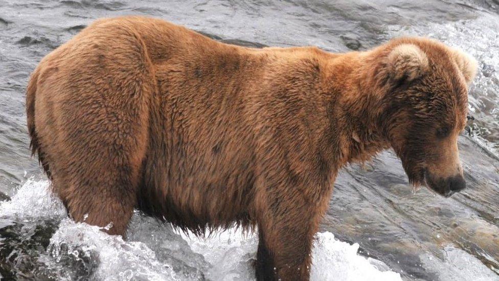 A skinny bear walks through a river in Alaska