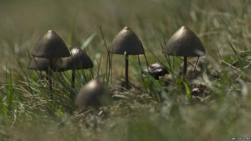 brown mushrooms germany