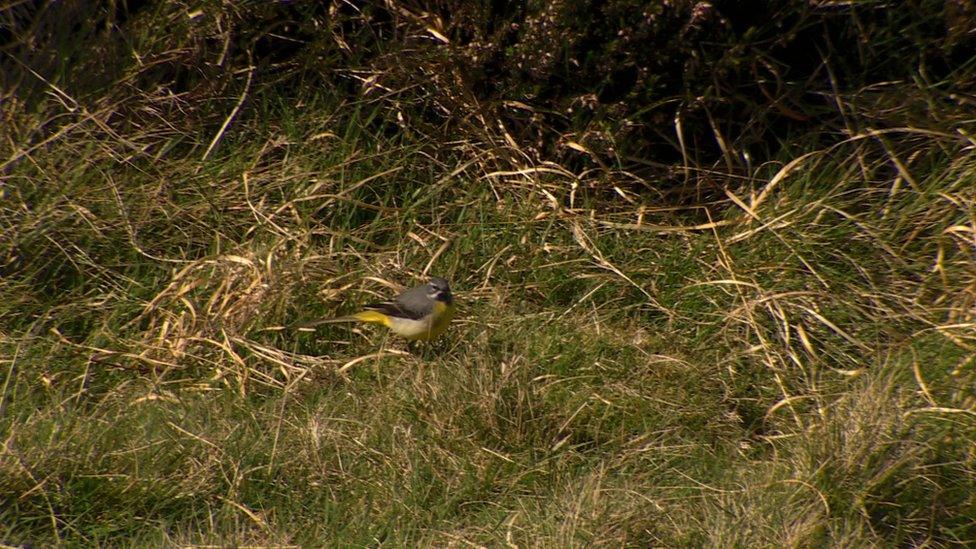 Yellow Wagtail