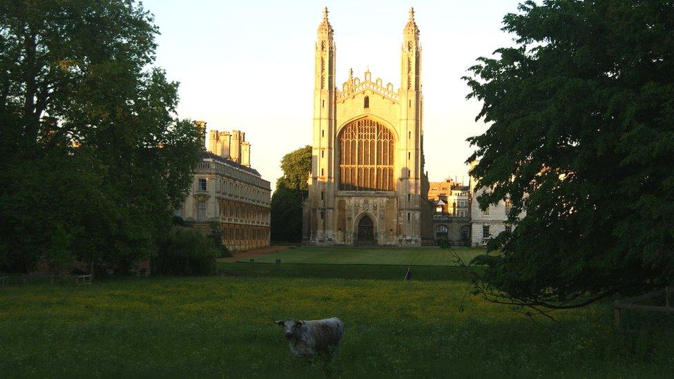 Cattle on the bank of the River Cam at King's College, Cambridge