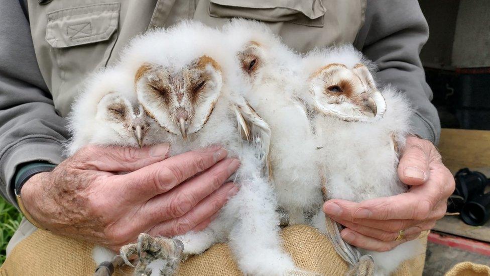 Barn owl chicks