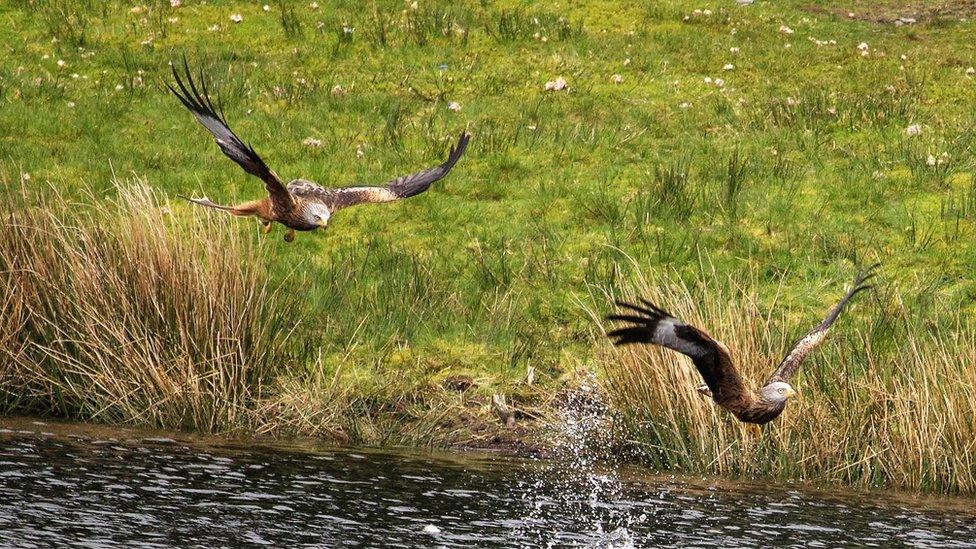 Gliding free: Red kites coming into feed at Bwlch Nant Yr Arian, Aberystwyth, was taken by Ewan Selkirk