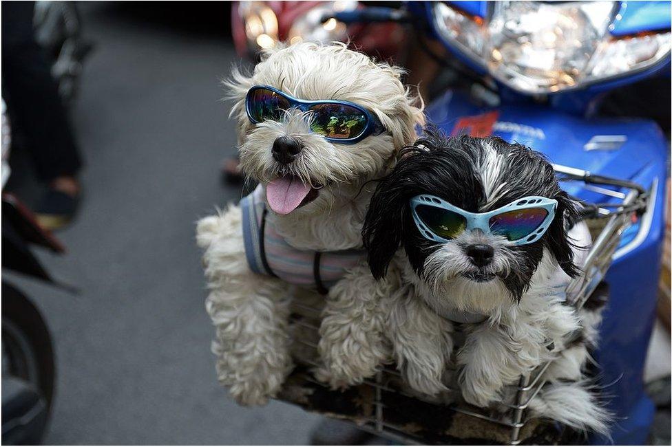 Pet dogs with sunglasses sit in the front basket of a motorcycle as people commute on a main road in Bangkok on 3 June 2014