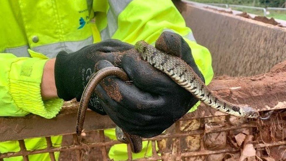 Grass snakes