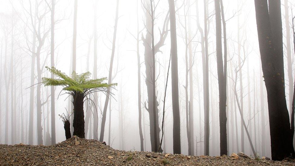 A fern grows in a bushfire-ravaged region, in an image taken two years after Black Saturday