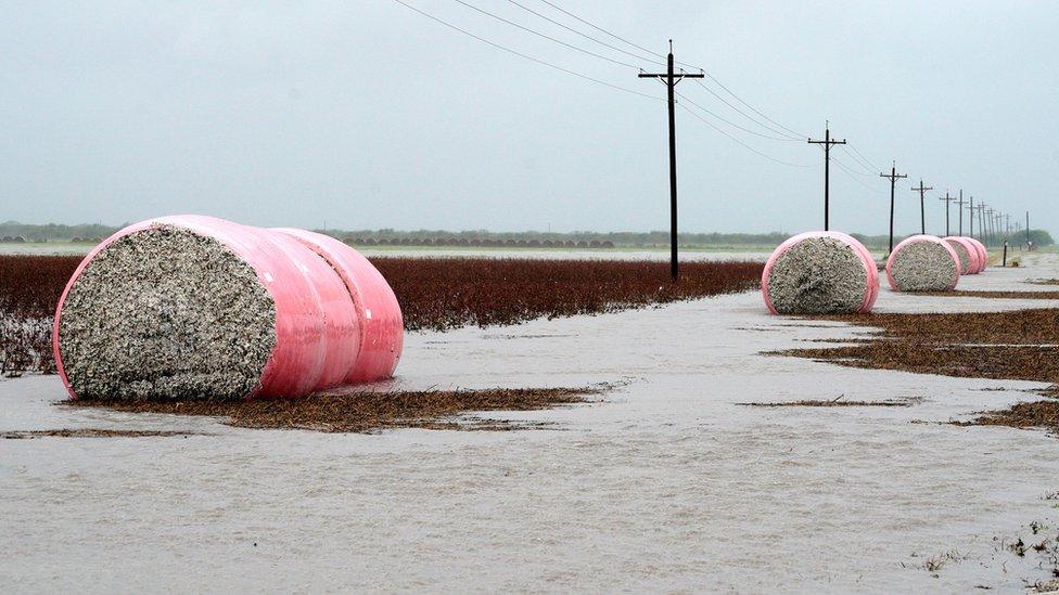 bales of cotton