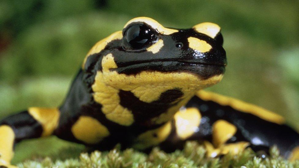 Fire salamander