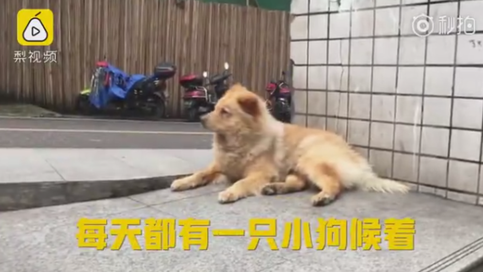 Xiongxiong the loyal dog