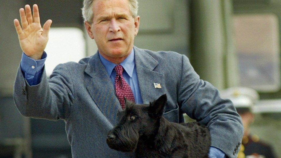 Scottish terrier and the president