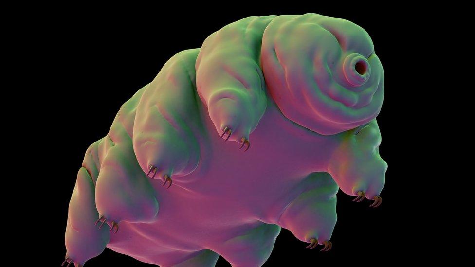 Computer illustration of a 'water bear'