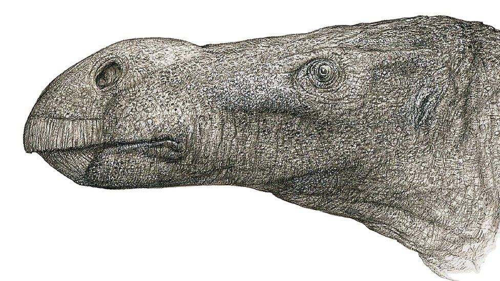 illustration of brighstoneus simmondsi