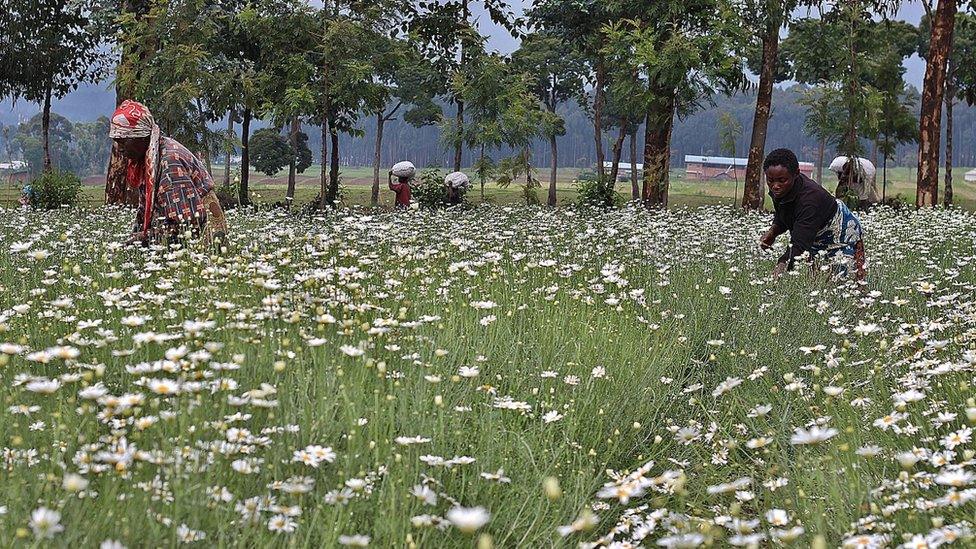 A woman harvests pyrethre flowers in Musanze, northern Rwanda