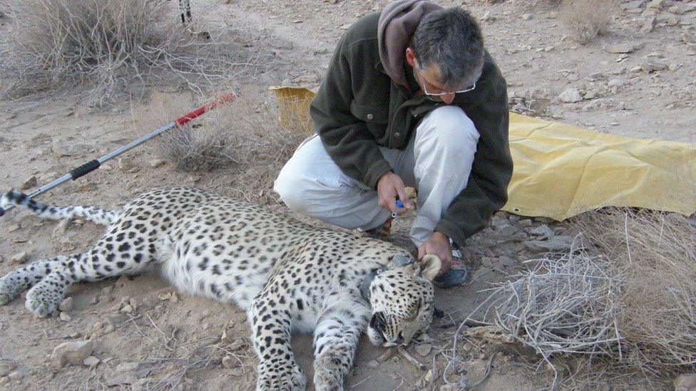 A sedated Persian leopard is checked by Houman Jokar, a member of the Persian Wildlife Heritage Foundation (PWHF)