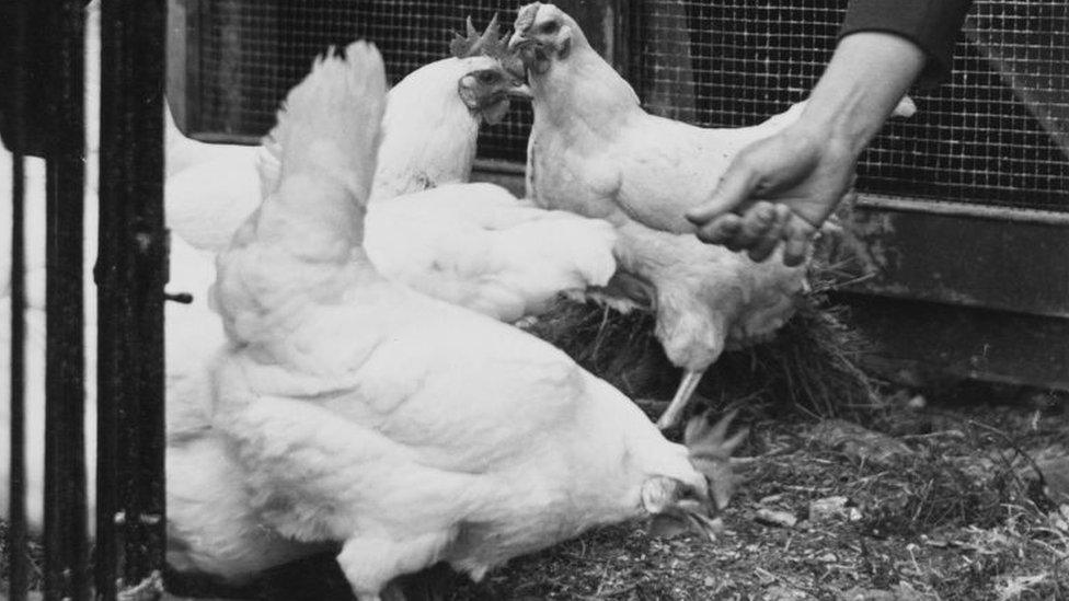 Chicken in 1945