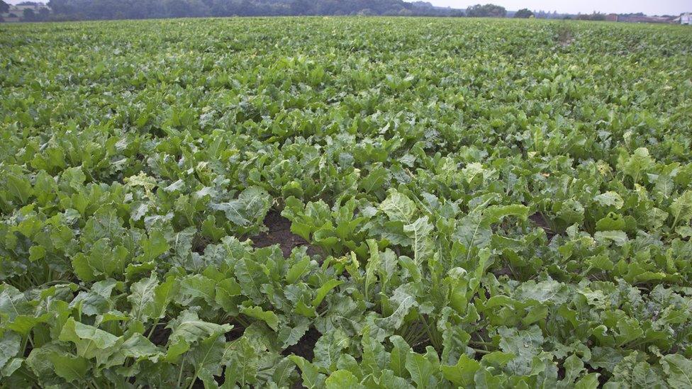 A sugar beet field in Suffolk