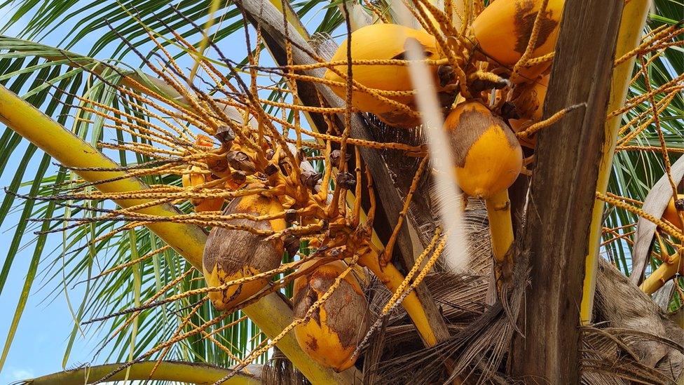 Coconut tree at LASCODA plantation