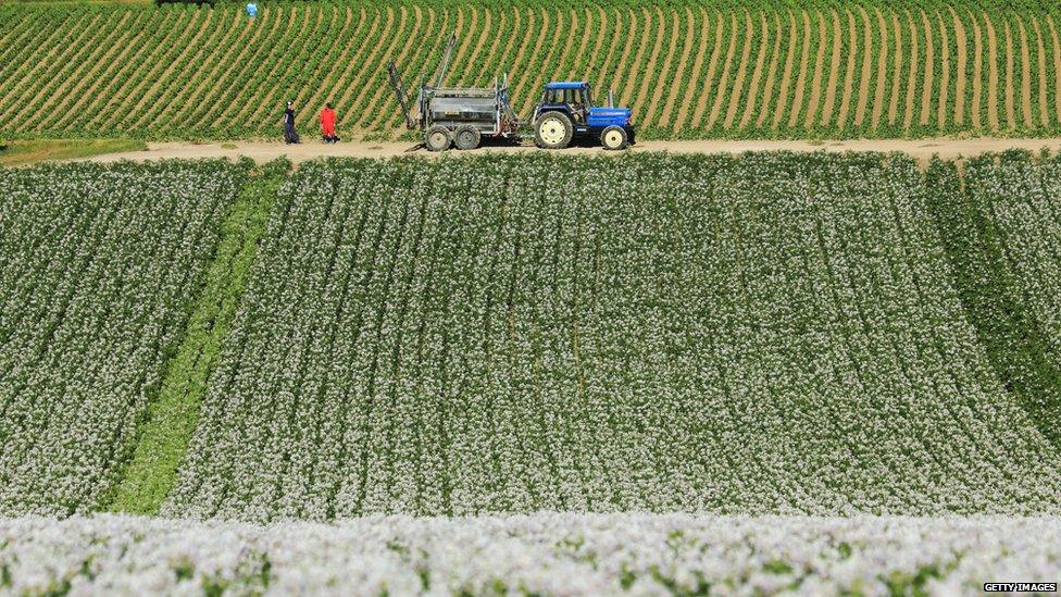A potato field in Hokkaido