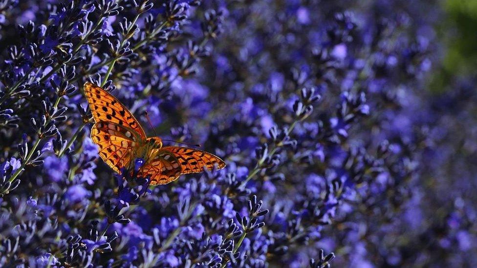 Butterfly and lavender flowers