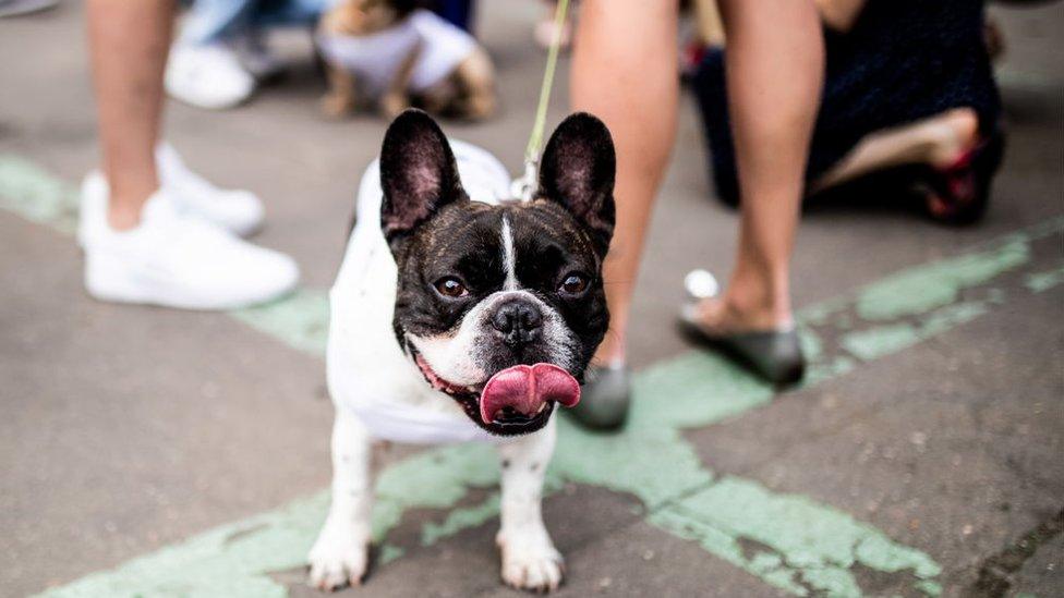 French bulldog