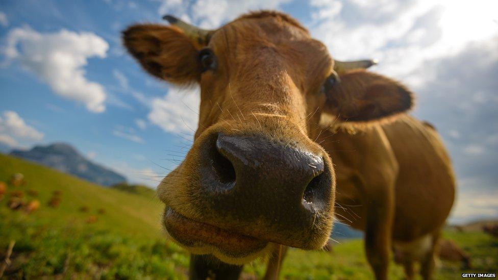 cow in field