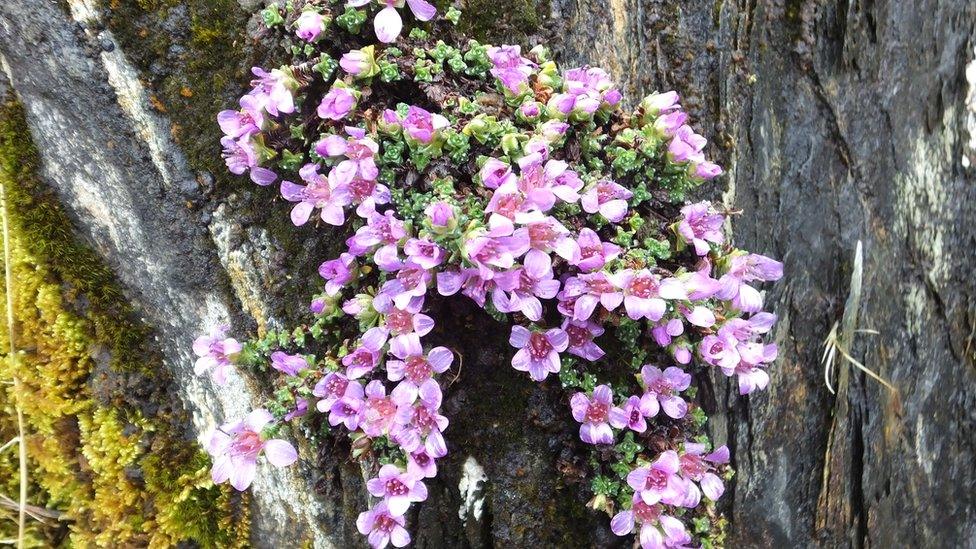 purple saxifrage