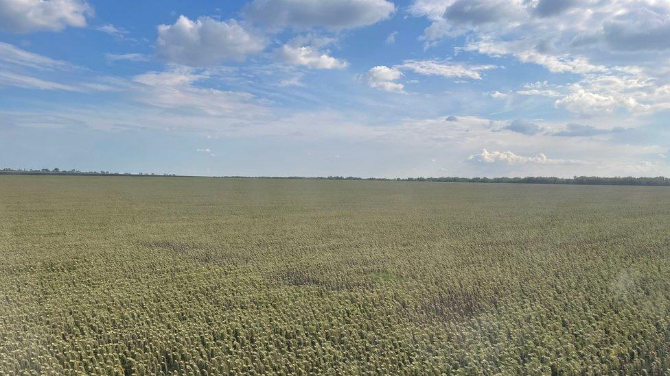 A green field in Ukraine