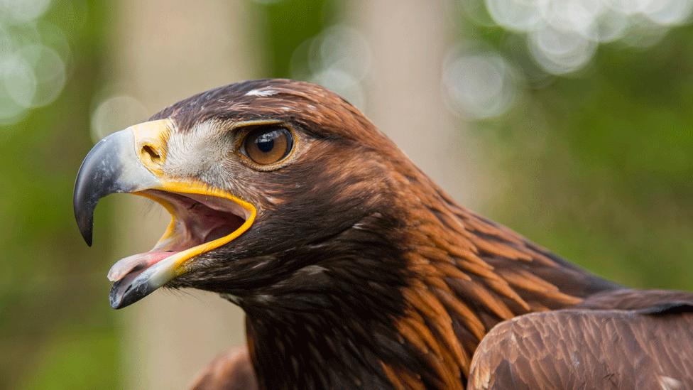 Golden Eagle