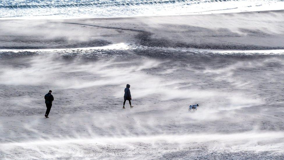 People walking a dog on Tynemouth beach