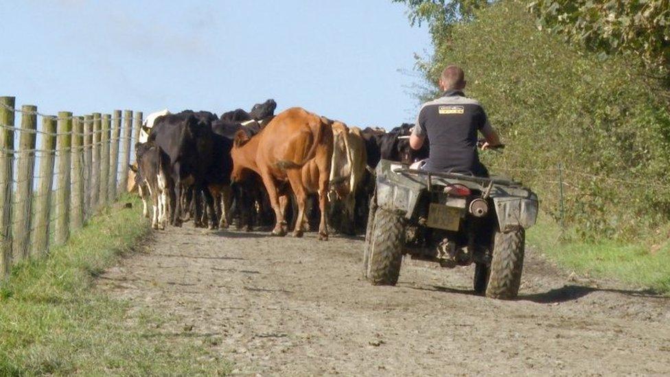 Photo of young farmer herding cows