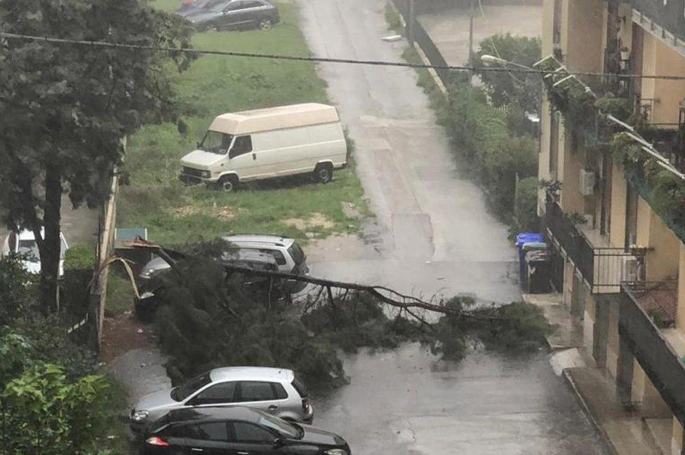 A toppled tree near parked cars amid heavy rain at a residential area in Syracuse, Sicily Island