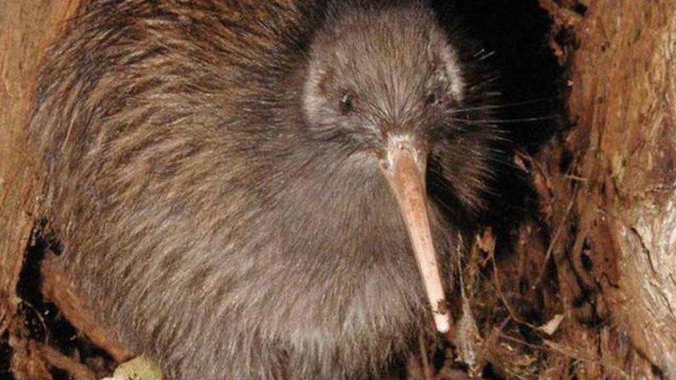 Kiwi bird