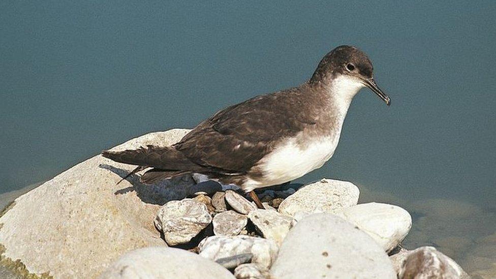 Manx shearwater (Puffinus puffinus) on shore