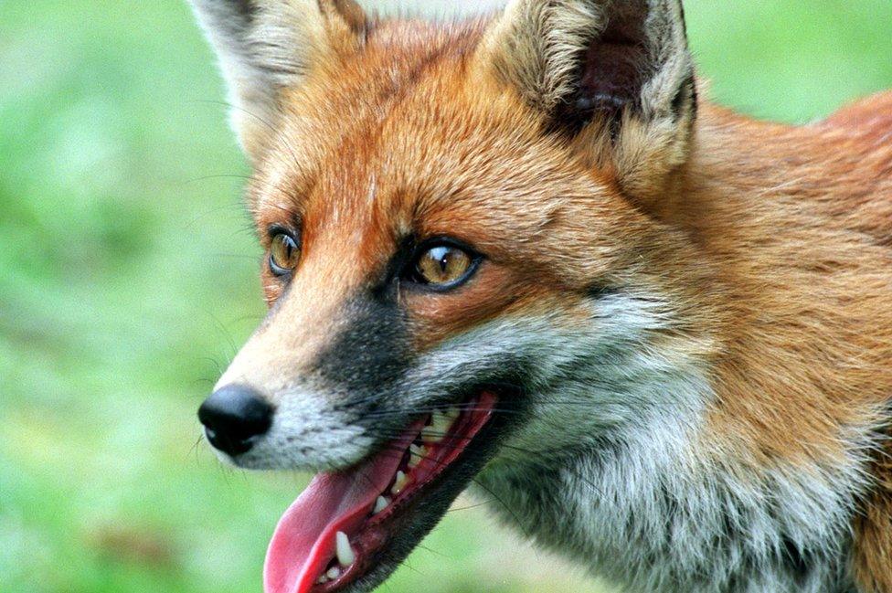 Fox