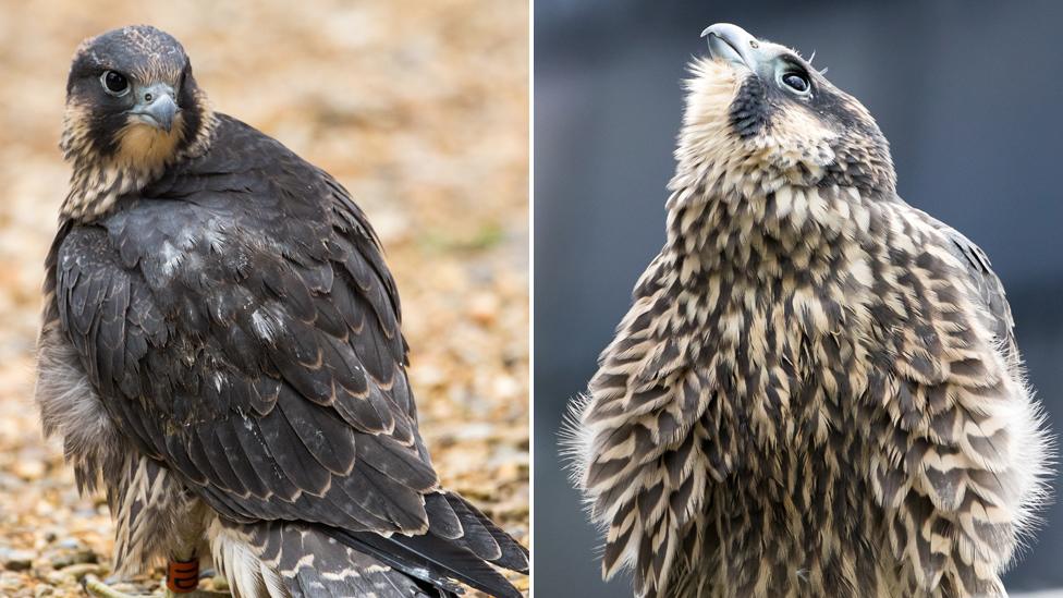 Peregrine chick, Norwich Cathedral