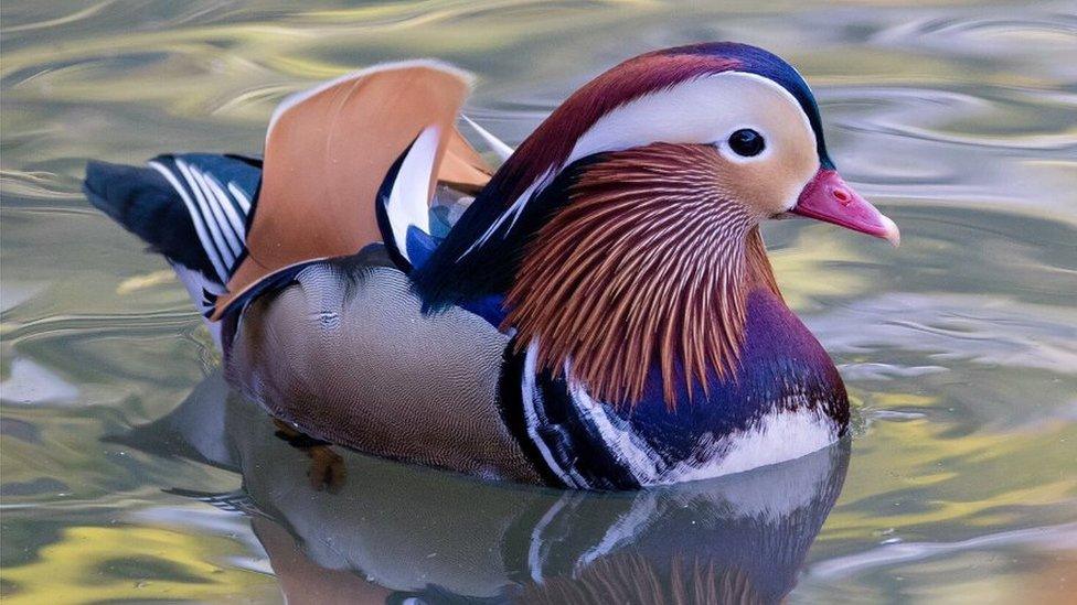 Mandarin duck in NYC