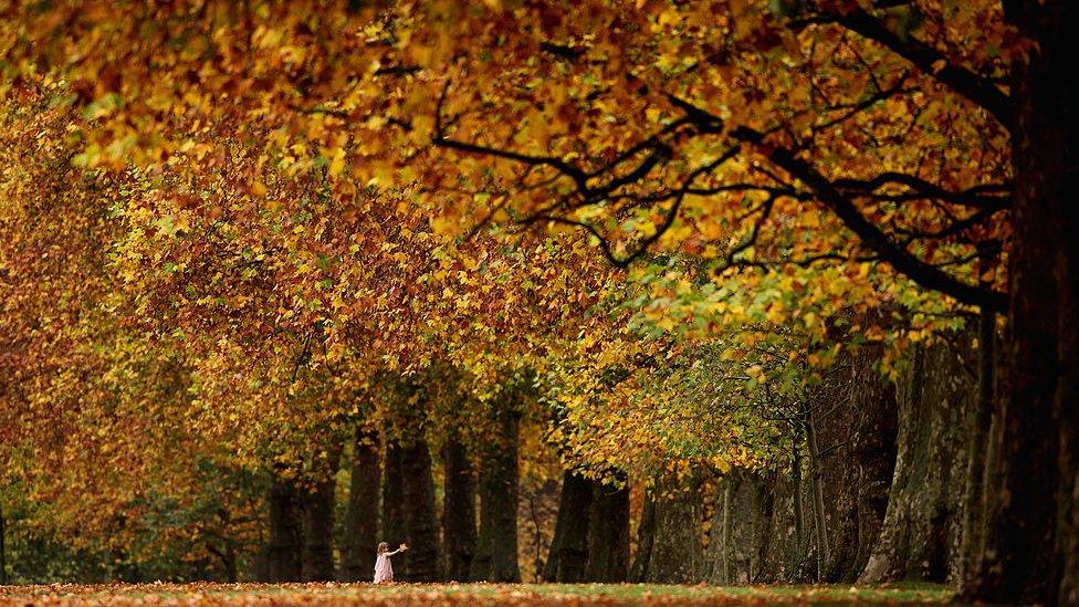 autumn leaves on trees.