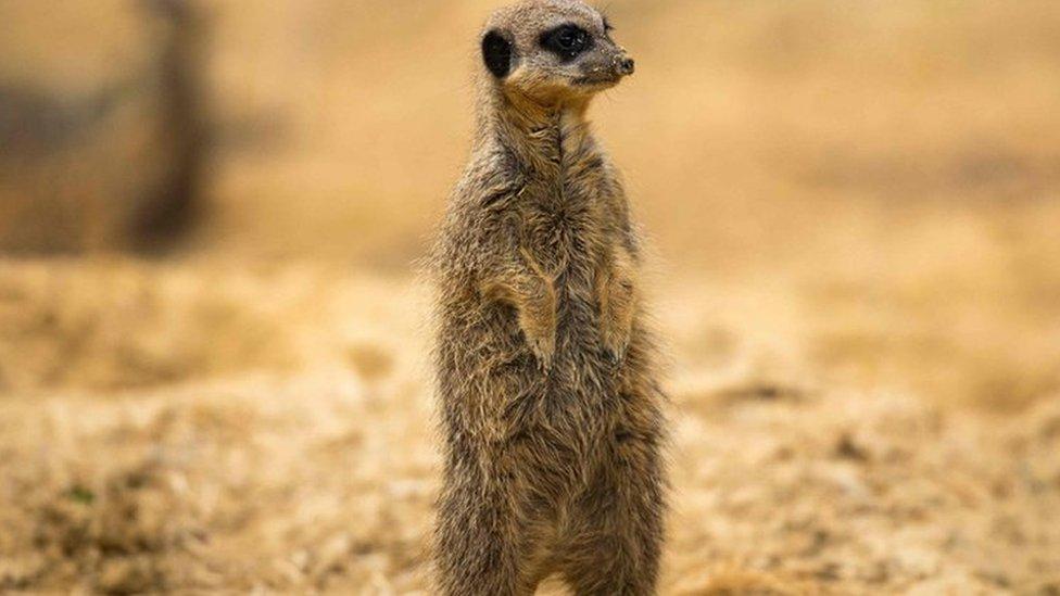 A meerkat is pictured in its enclosure at the Thoiry Zoo and Park, in Thoiry, west of Paris, on April 23, 2018