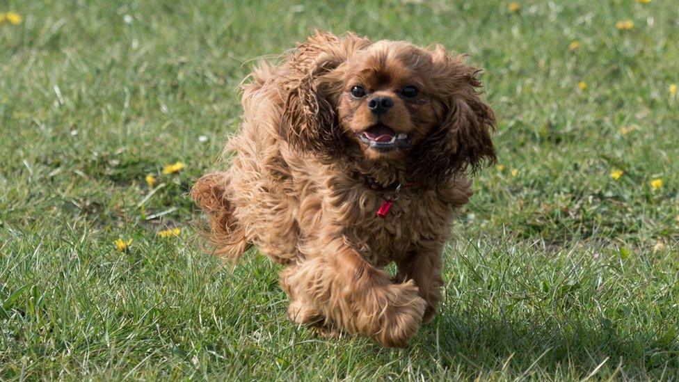 Hugo playing outside