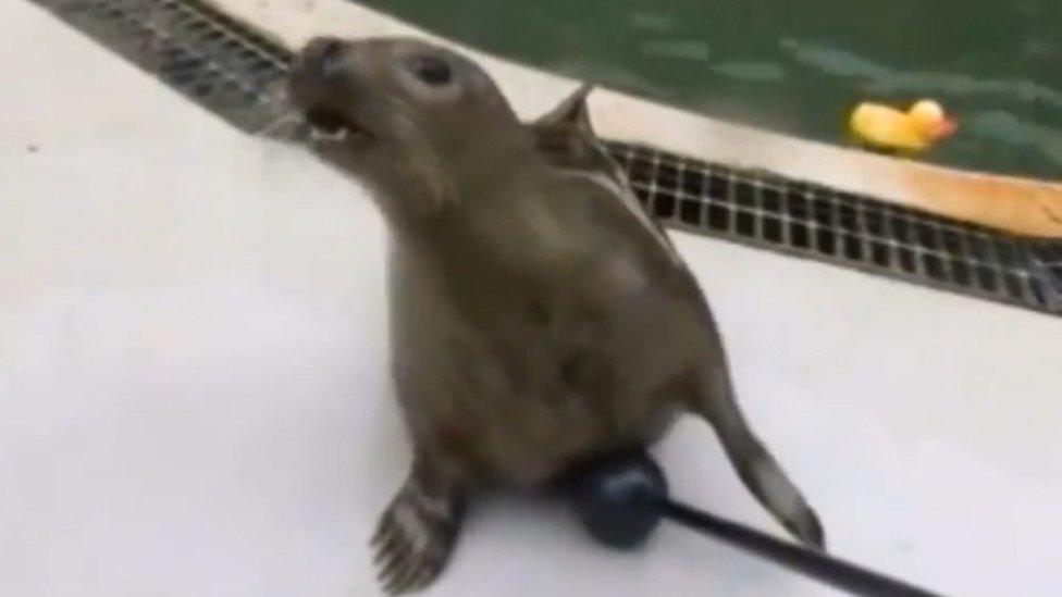 seal