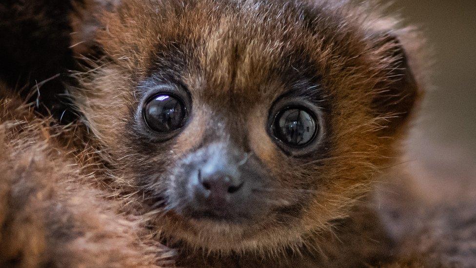 red bellied lemur