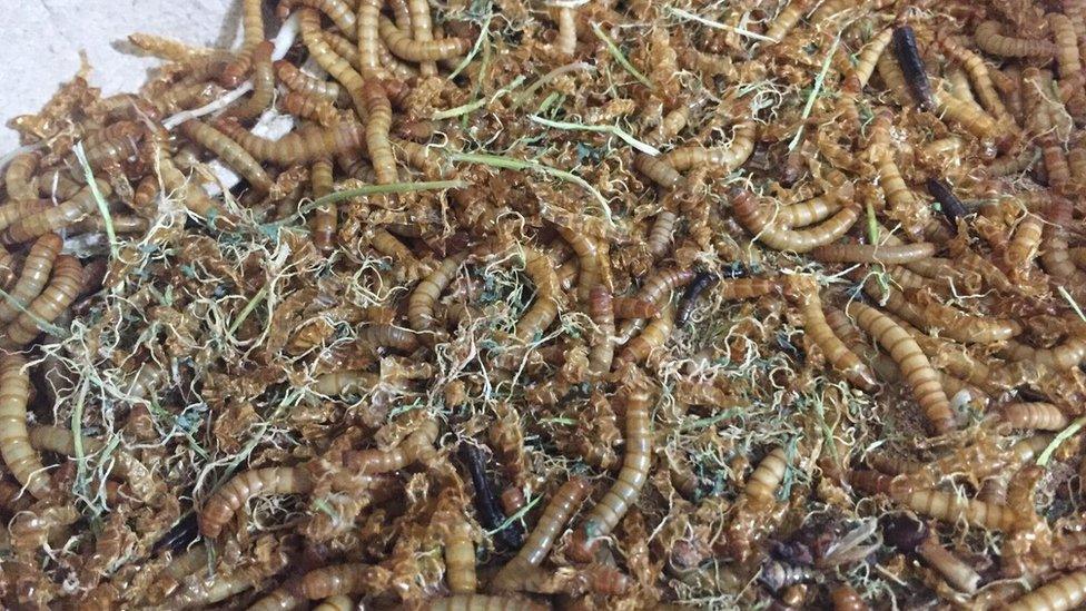 Californian mealworms