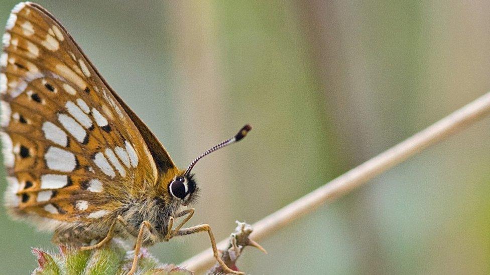 Duke of Burgundy butterfly