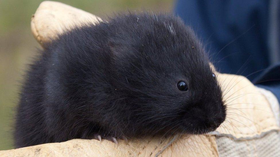 Water vole