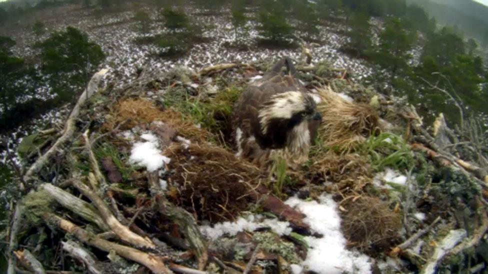 Osprey EJ in nest