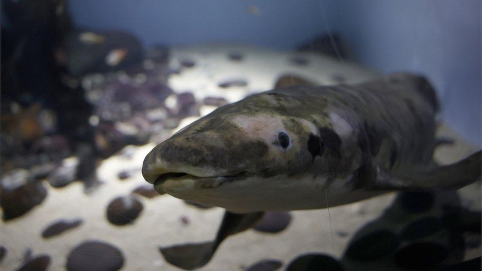 lungfish.