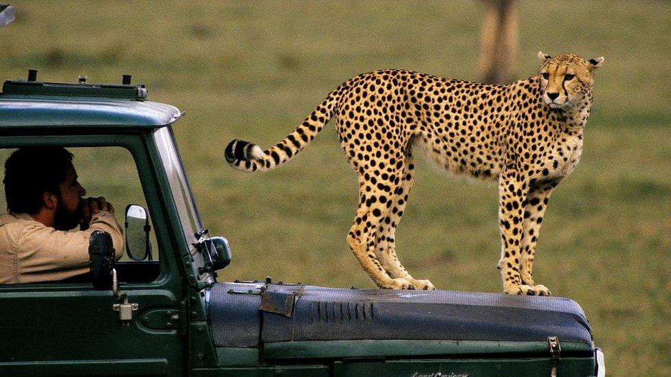 Safari, Cheetah, Maasai Mara, Kenya