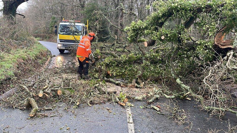 Tree down on the Isle of Wight