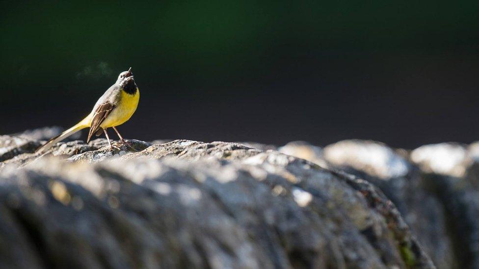 Bird in Stream